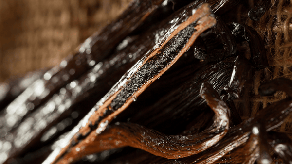 Freshly harvested vanilla beans with a glossy texture, rich aroma, and high vanillin content, ideal for gourmet cooking and desserts.