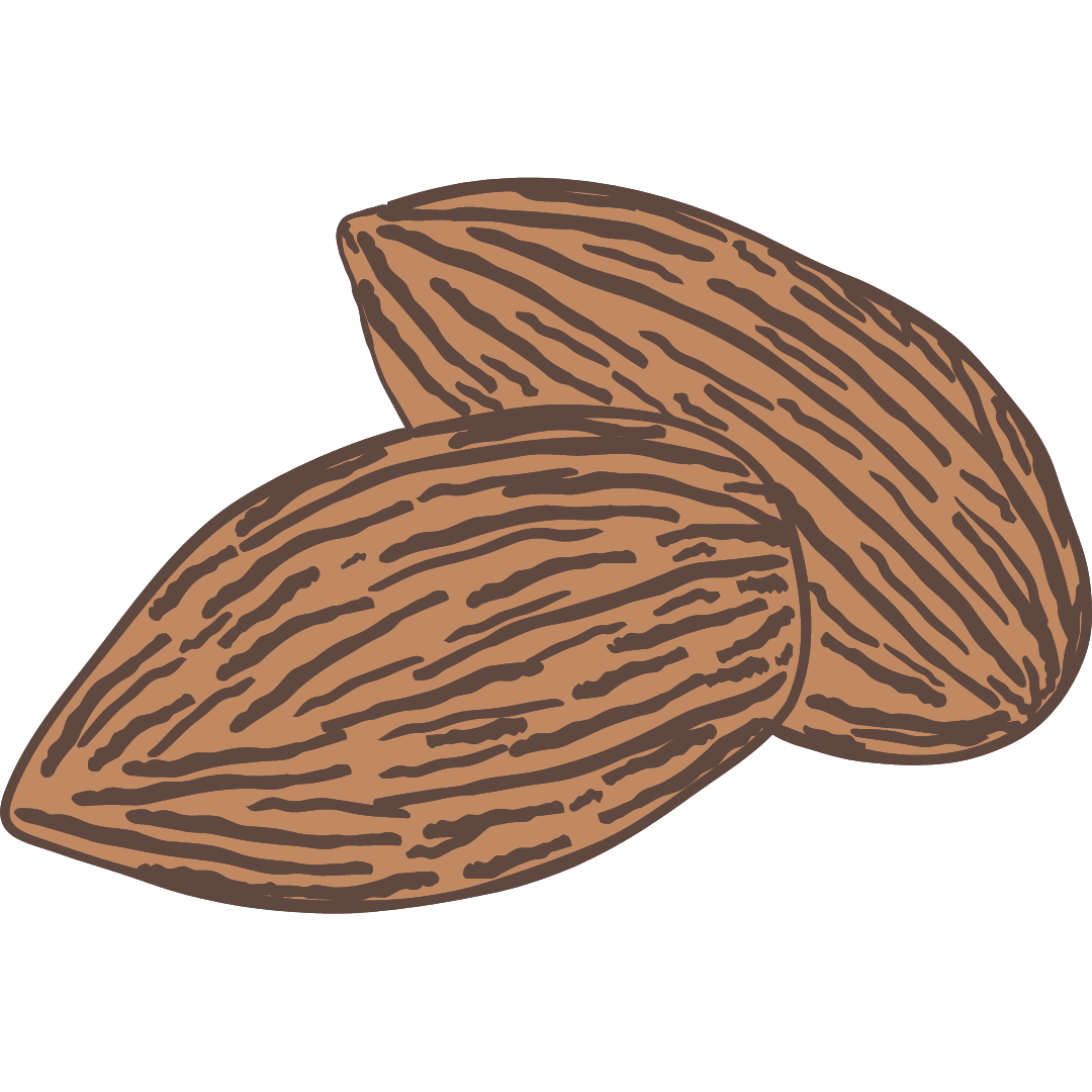 Almond Plant Protein Superfood Ingredient Drawing