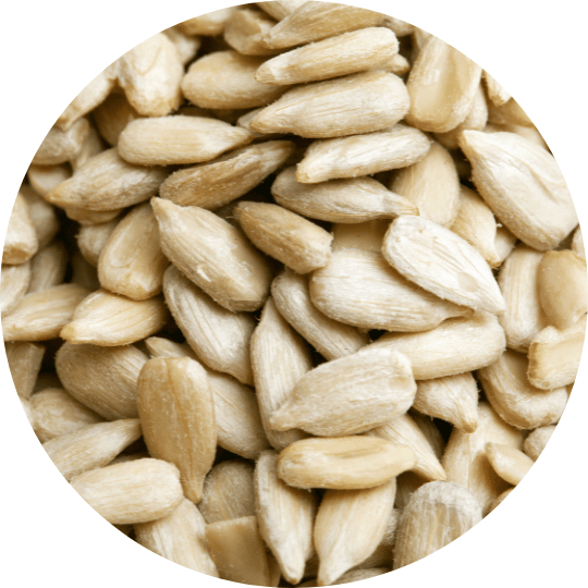 resist bars clean ingredients brain food best snacks for brain health sunflower lecithin