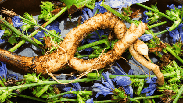 Chicory root with vibrant blue flowers, a powerful prebiotic ingredient for gut-friendly diets.